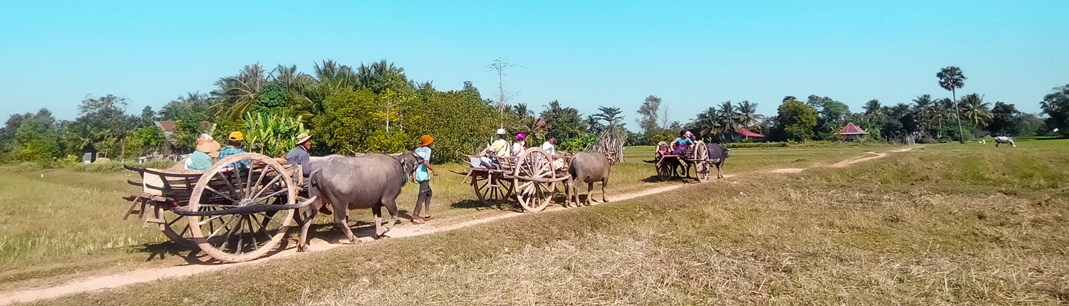 Oxcart Ride at Rural village in Siem Reap