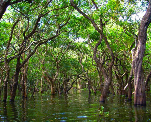 Kampong Phluk Mangrove