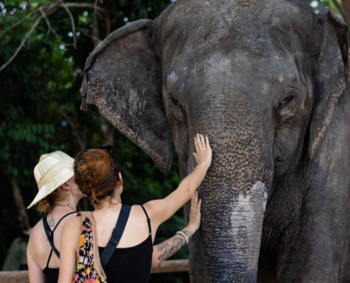 Kulen Elephant Forest