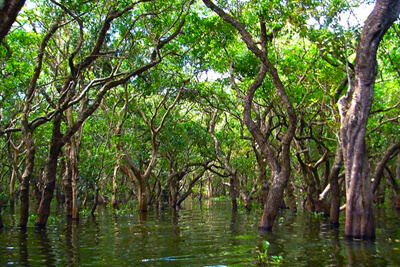 Kompong Phluk village mangrove