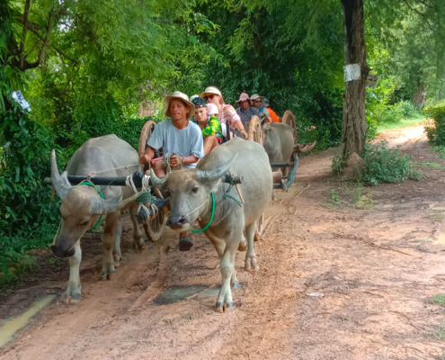 Ox Cart Ride