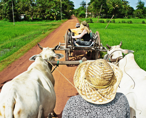 Ox Cart Ride