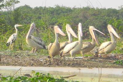 Boeng Peariang Bird Sanctuary