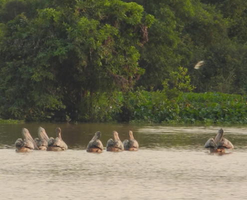 Boeng Peariang Bird Sanctuary