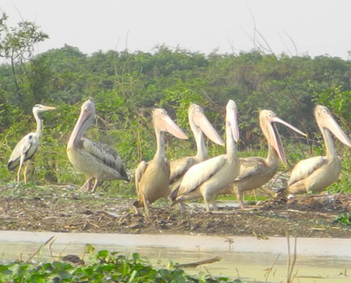 Boeng Peariang Bird Sanctuary