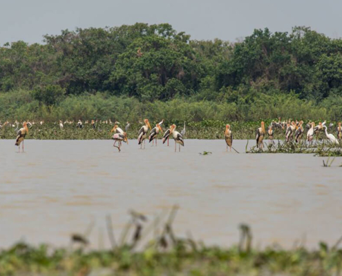 Boeng Peariang Bird Sanctuary