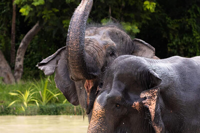 Kulen elephant forest